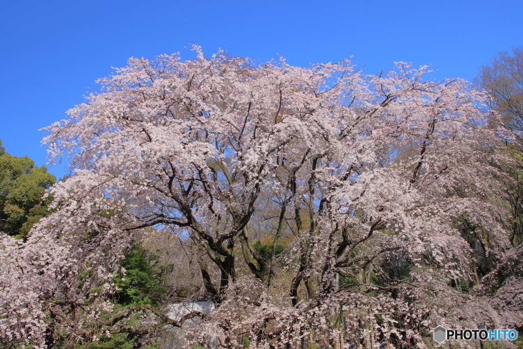 六義園