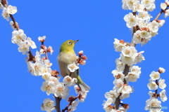 春の訪れ