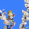 春の訪れ