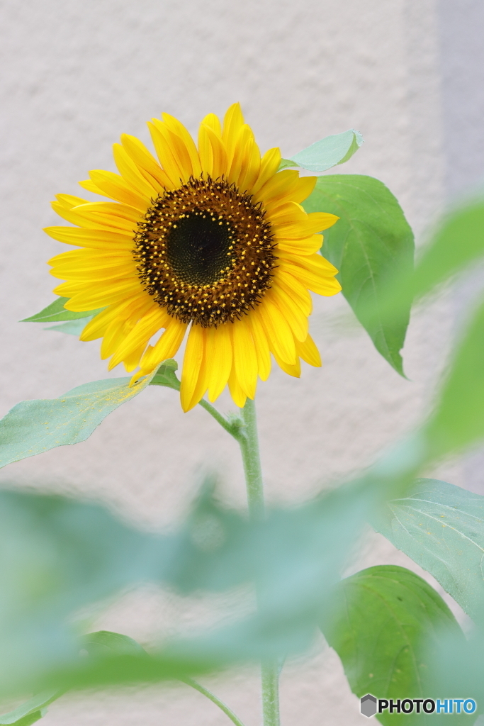 ひまわり