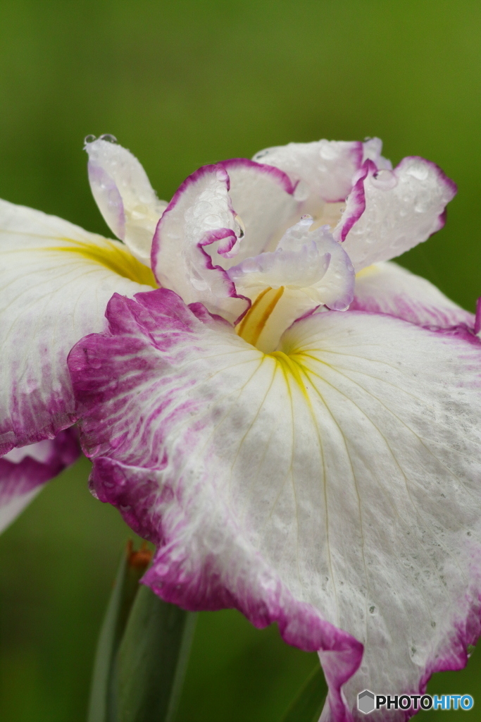 菖蒲