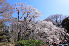 六義園