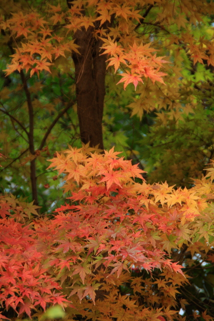 紅葉（2/4）