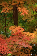 紅葉（2/4）