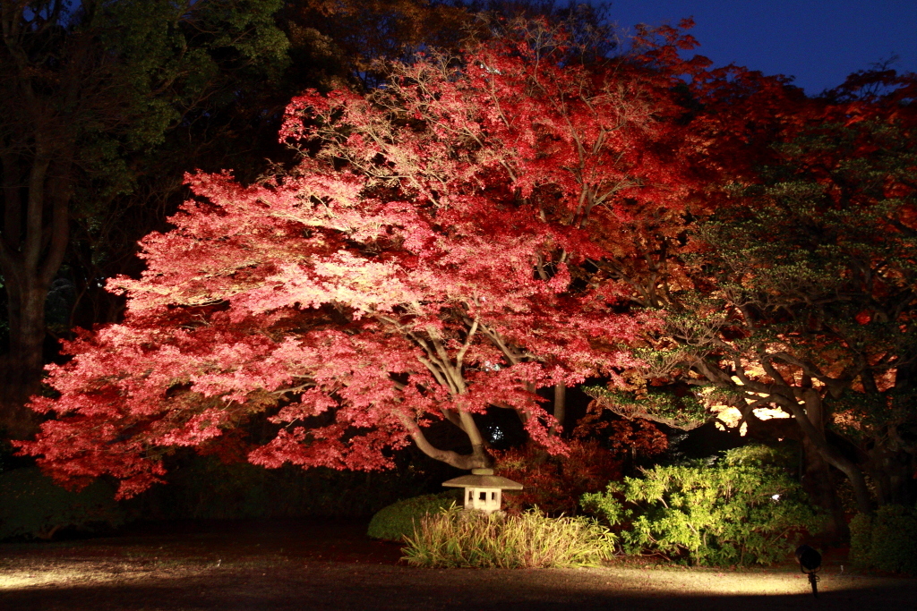 紅葉