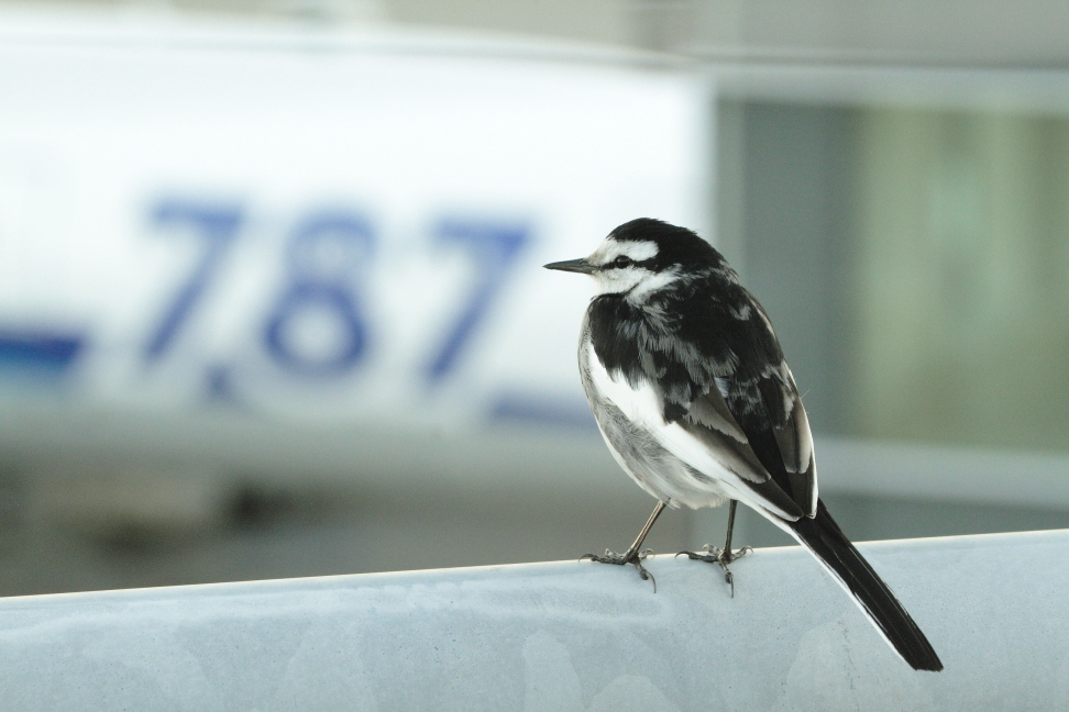 ７８７をバックに鳥