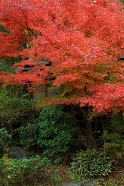 紅葉（1/4）