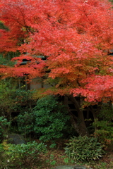紅葉（1/4）