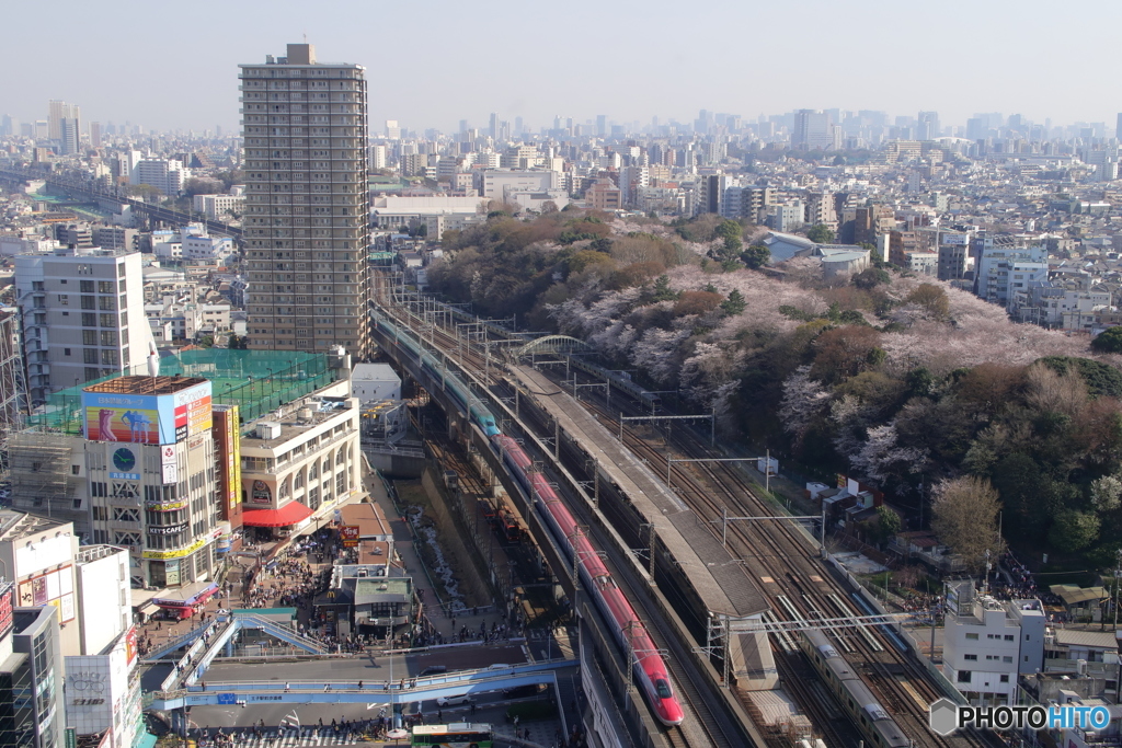 飛鳥山公園のサクラ（全景）