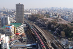 飛鳥山公園のサクラ（全景）