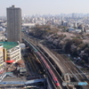 飛鳥山公園のサクラ（全景）