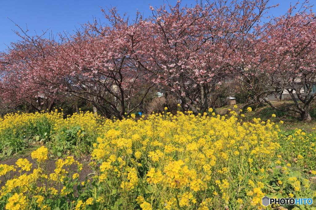 河津桜