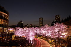 東京ミッドタウンのサクラ