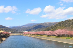 河津桜