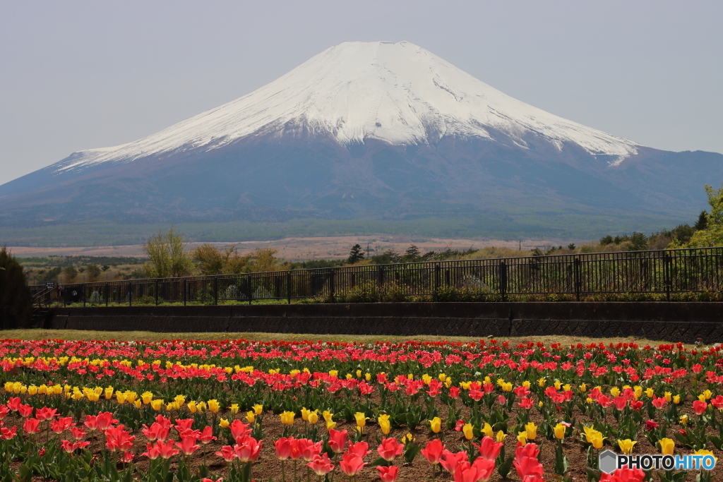 富士の山とチューリップ