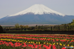 富士の山とチューリップ