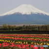 富士の山とチューリップ