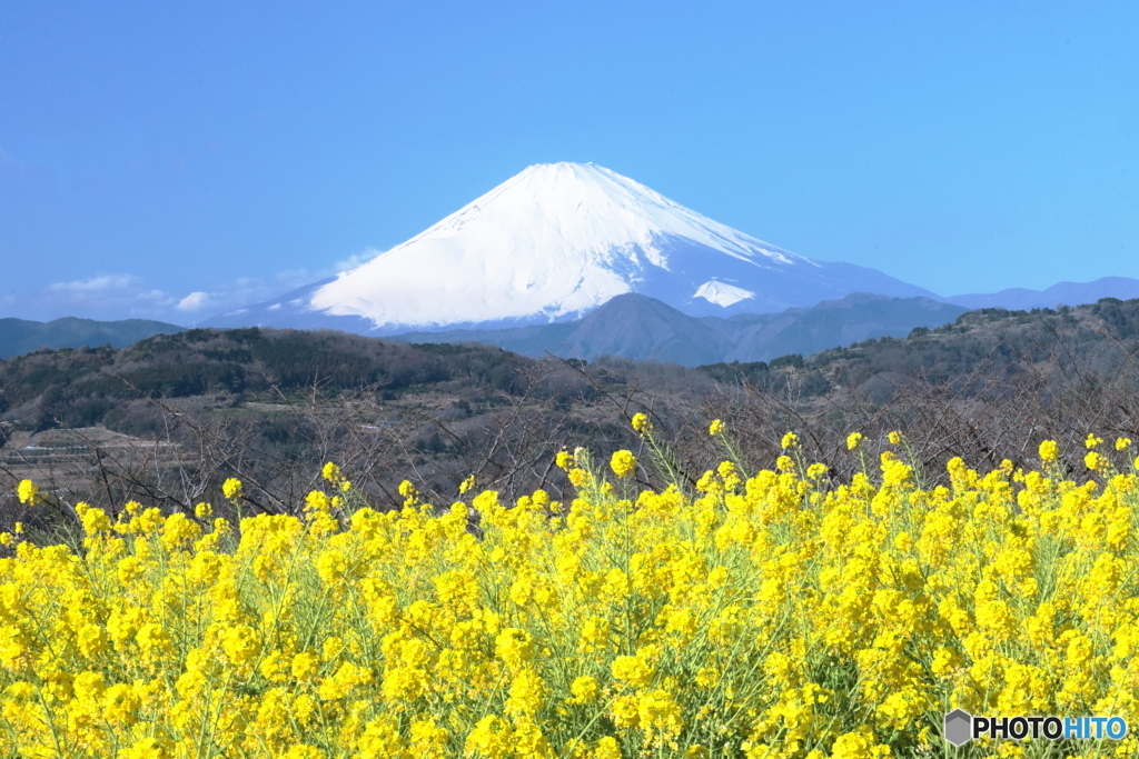 菜の花に富士の山
