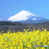 菜の花に富士の山