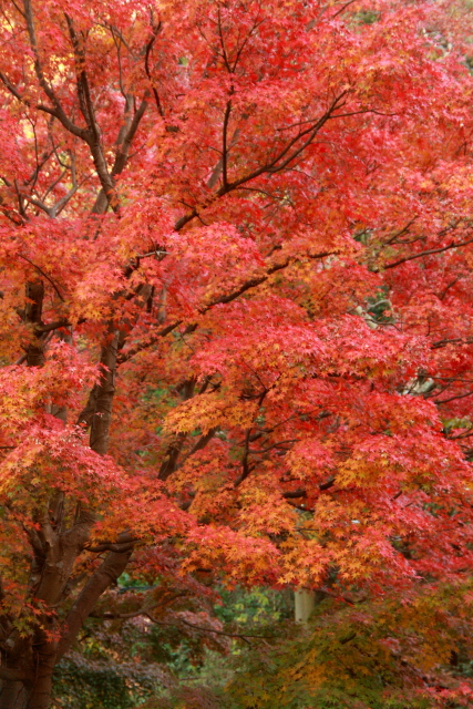 紅葉（3/4）