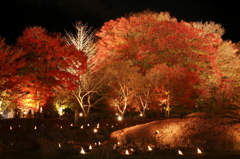 紅葉ライトアップ