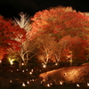 紅葉ライトアップ