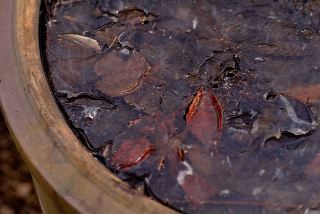 氷付けの落ち葉