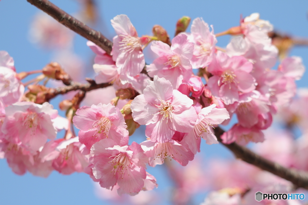 河津桜