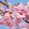 河津桜