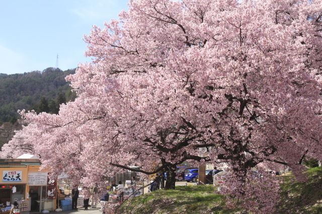 高遠城址公園のサクラ