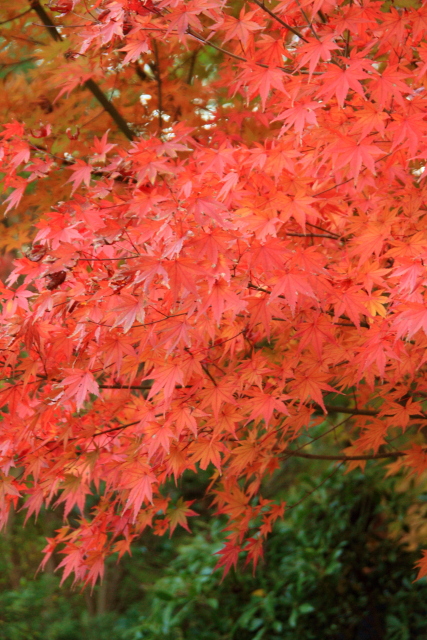 紅葉（4/4）