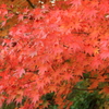 紅葉（4/4）