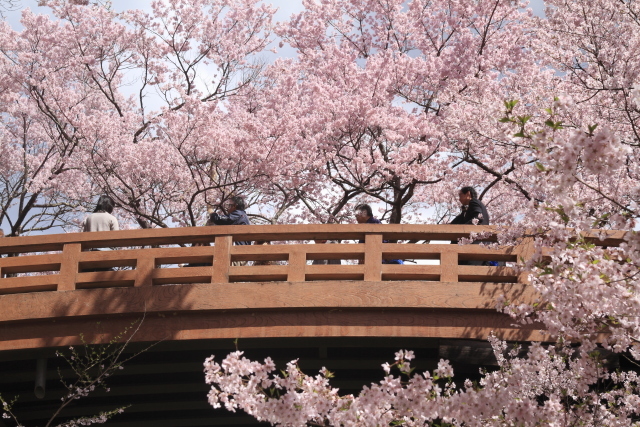 高遠城址公園のサクラ