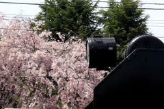 SLにサクラ