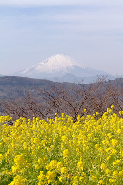 菜の花に富士の山2013