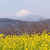 菜の花に富士の山2013