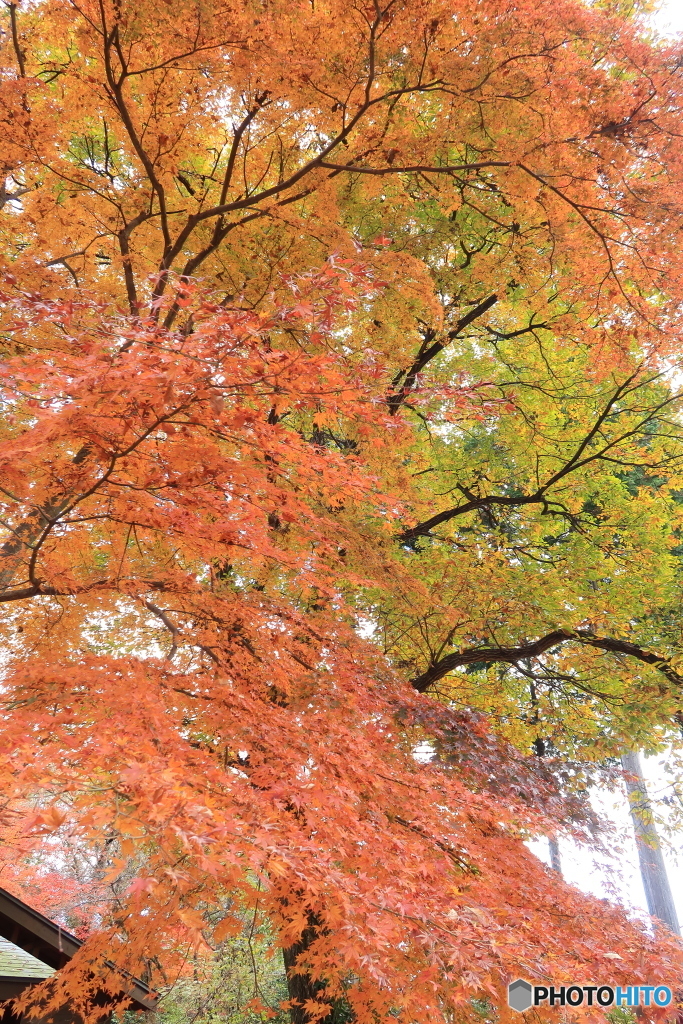 紅葉2018