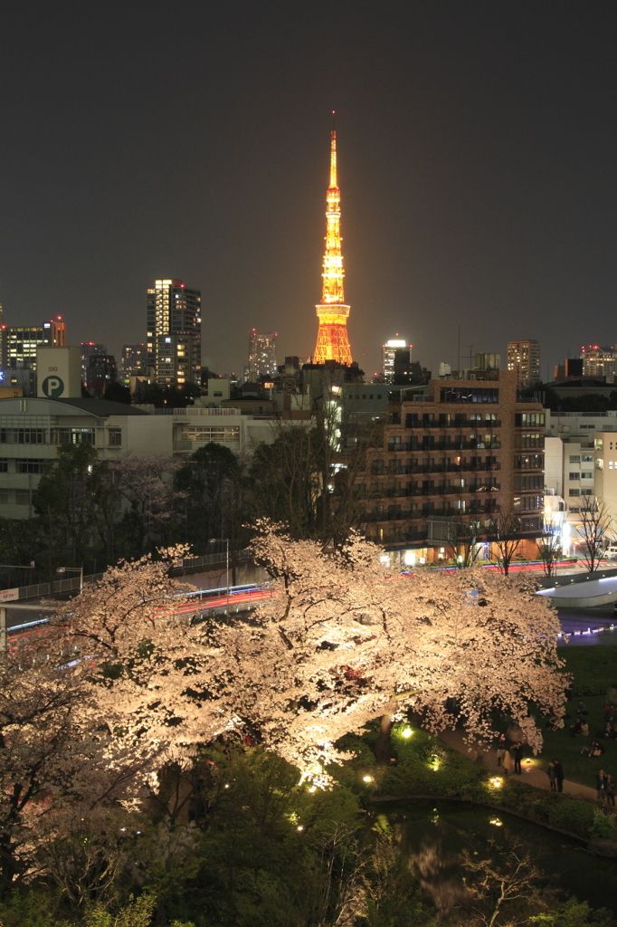 毛利庭園のサクラ