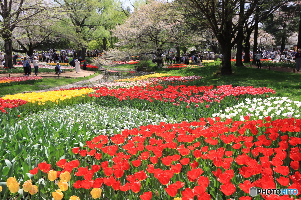 昭和記念公園チューリップ