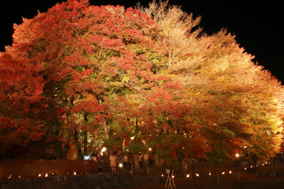 紅葉ライトアップ