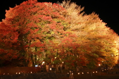 紅葉ライトアップ