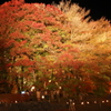 紅葉ライトアップ