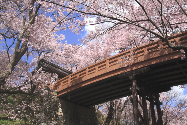 高遠城址公園のサクラ