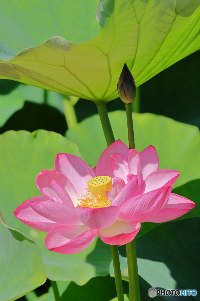 はす