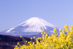 菜の花に富士の山