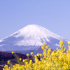 菜の花に富士の山