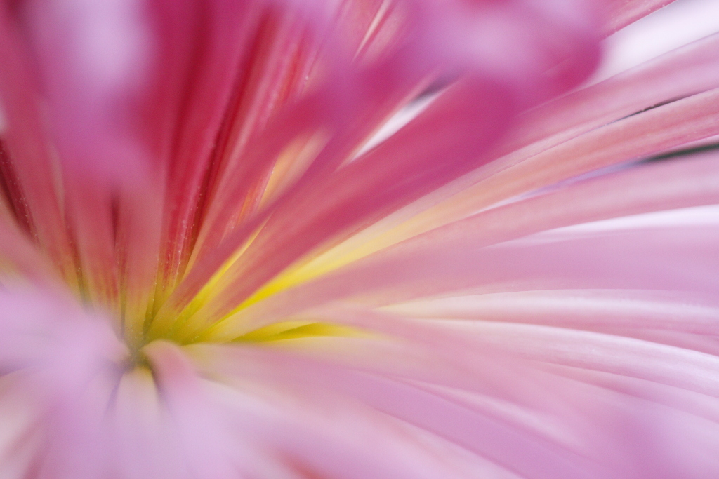 Chrysanthemum