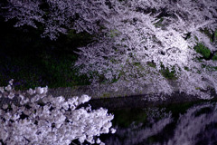 千鳥ヶ淵のさくら（緑道）