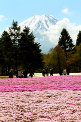 芝桜に富士の山