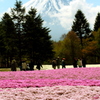 芝桜に富士の山
